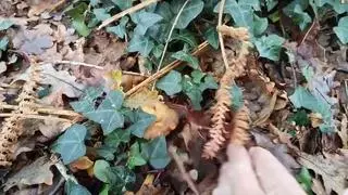 La falta de frío alarga la temporada de setas: "Todavía quedan muchas especies"