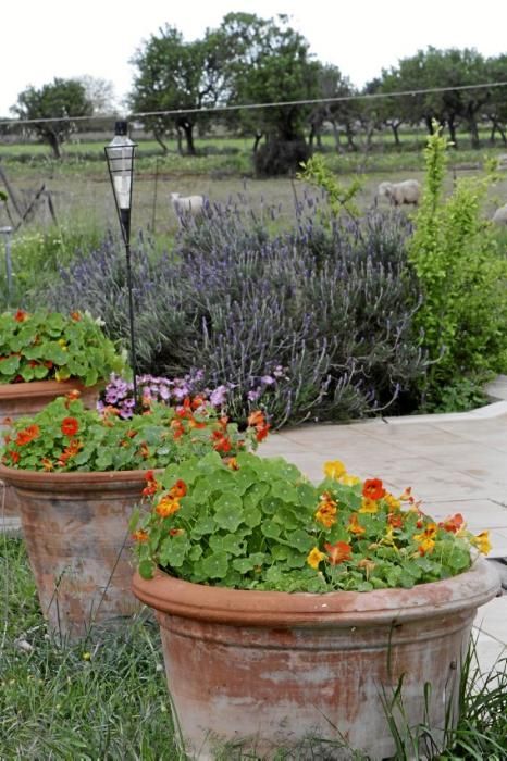 In ihrem Garten bei Sencelles züchtet Heide Göbel wilde Kräuter, Gemüse sowie Zierpflanzen mit Blüten, die nicht nur essbar sind, sondern richtig gut schmecken.