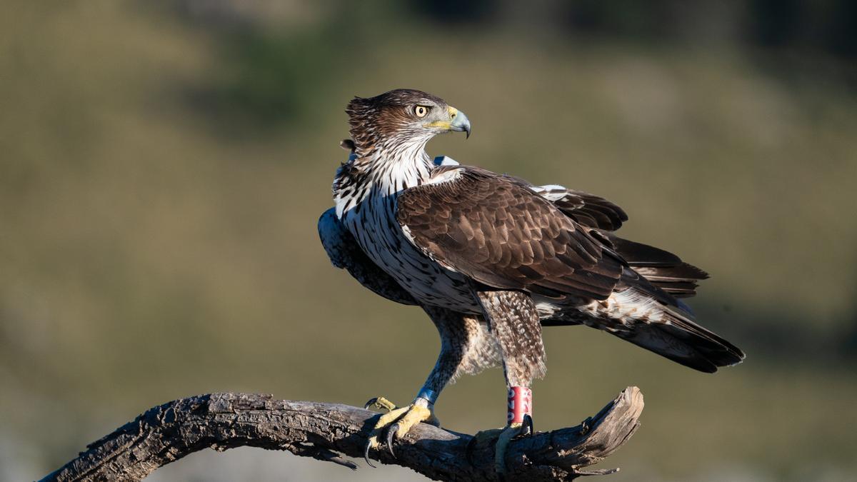 Águila de Bonelli