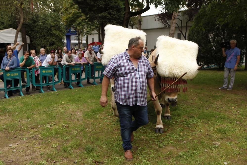 Arrastre de bueyes y cata a ciegas en Agropec