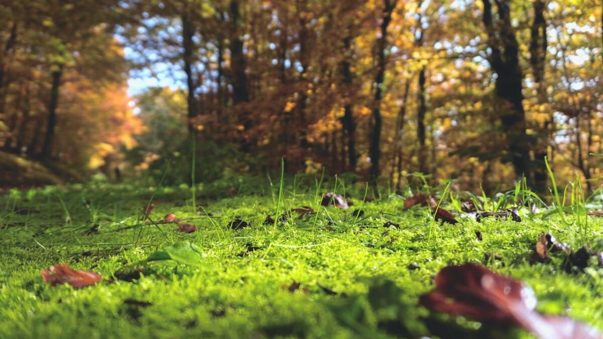 El suelo aumenta su emisión de carbono a la atmósfera por el cambio climático