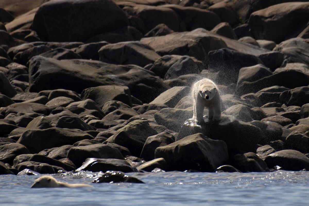 Así viven los osos polares en Hudson Bay, cerca de Churchill (Canadá).