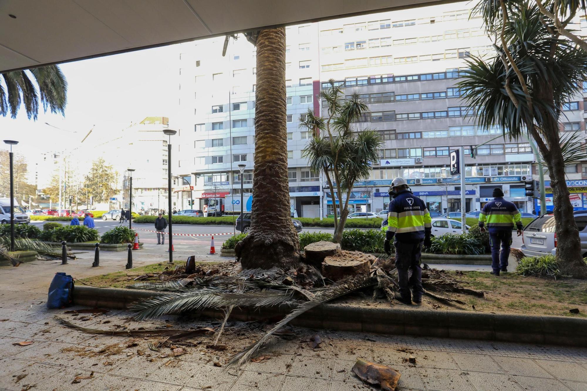 El Corte Inglés de A Coruña tala sus palmeras por el picudo rojo