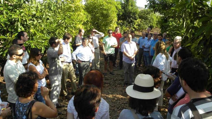 Visita guiada a una finca de aguacates del término municipal de Vélez Málaga.