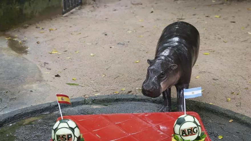 El hipopótamo viral tailandés Moo Deng predice la victoria de Argentina en el Mundial