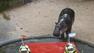 Vídeo | El hipopótamo viral tailandés Moo Deng predice la final del Mundial: este sería el ganador
