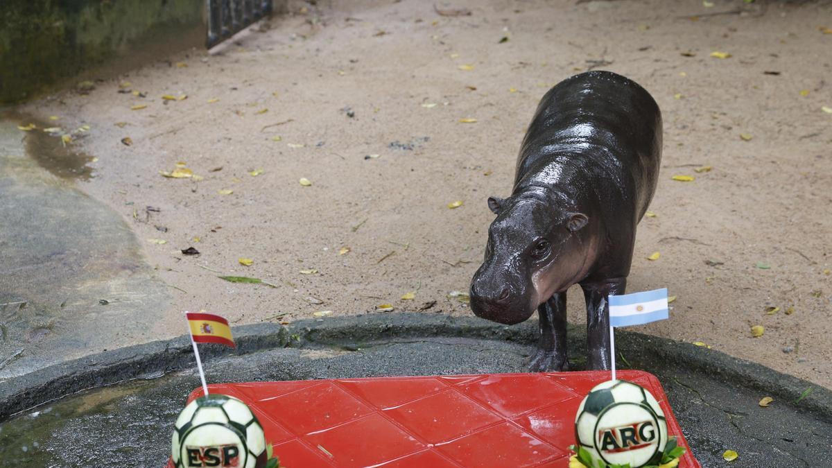 El hipopótamo viral tailandés Moo Deng predice la victoria de Argentina en el Mundial