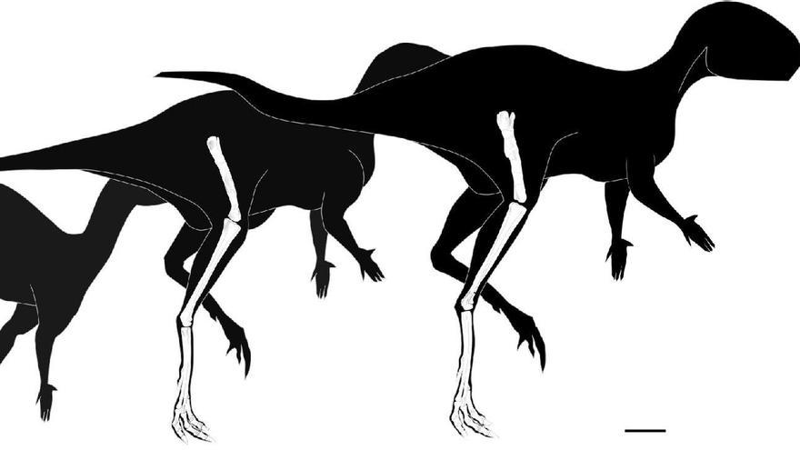 Hallan en la sierra de la Demanda el dinosaurio ornitópodo más pequeño del mundo: medio metro y 125 millones de años