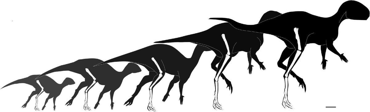 Boceto del dinosaurio ornitópodo más pequeño del mundo.