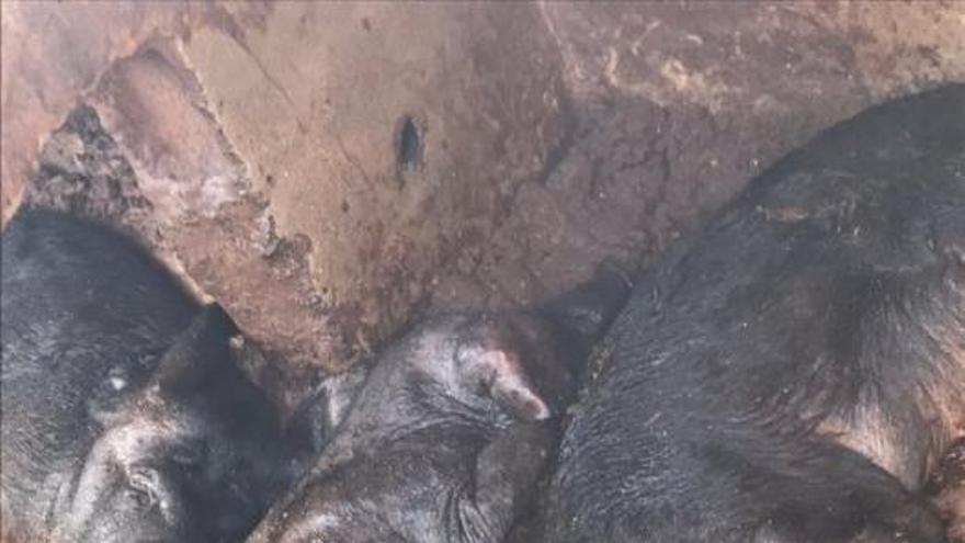 Desmantelan en Arrecife una &quot;granja ilegal&quot; con animales desnutridos