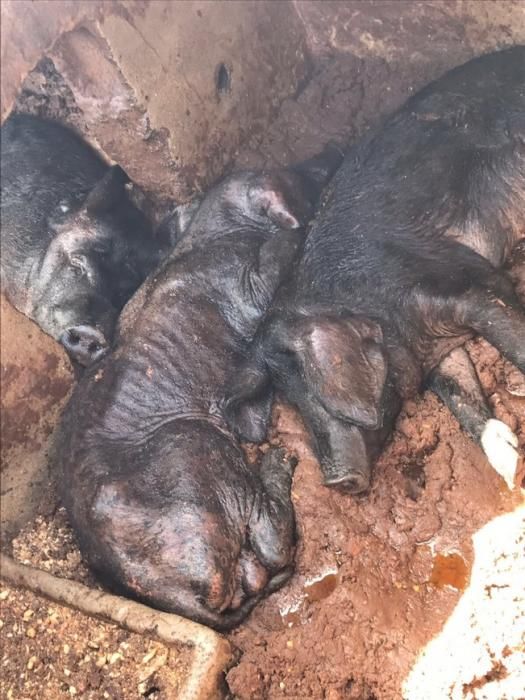 Desmantelan en Arrecife una "granja ilegal" con animales desnutridos