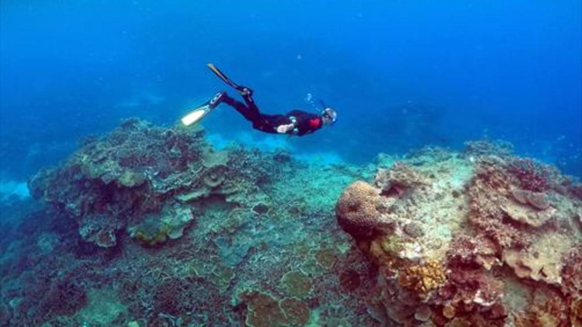 Un hombre bucea en la Gran Barrera de coral australiana.