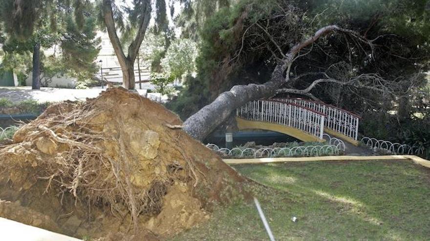 Un árbol dañado en un parque de Melilla, ayer.