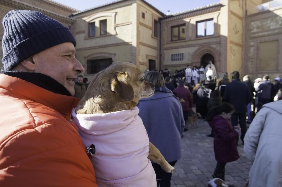 San Antón bendice a los animales en Benavente.