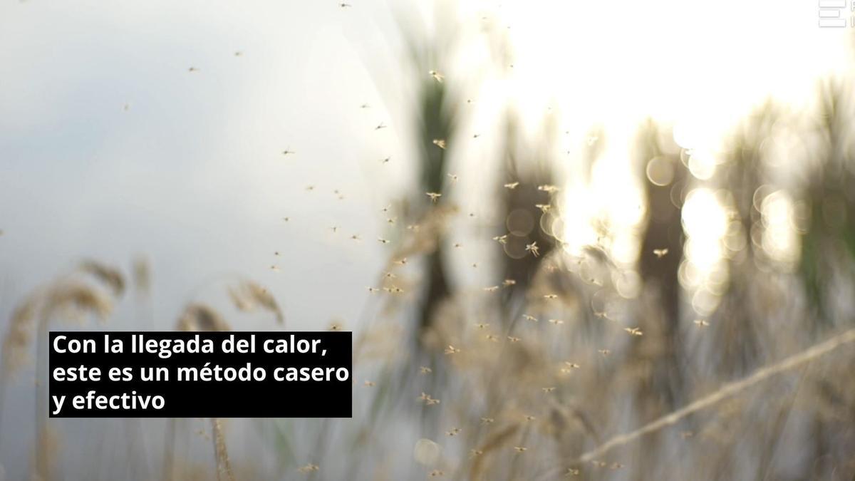 Adiós a los mosquitos en la habitación el vaso que debes colocar al lado de la ventana para evitar que entren