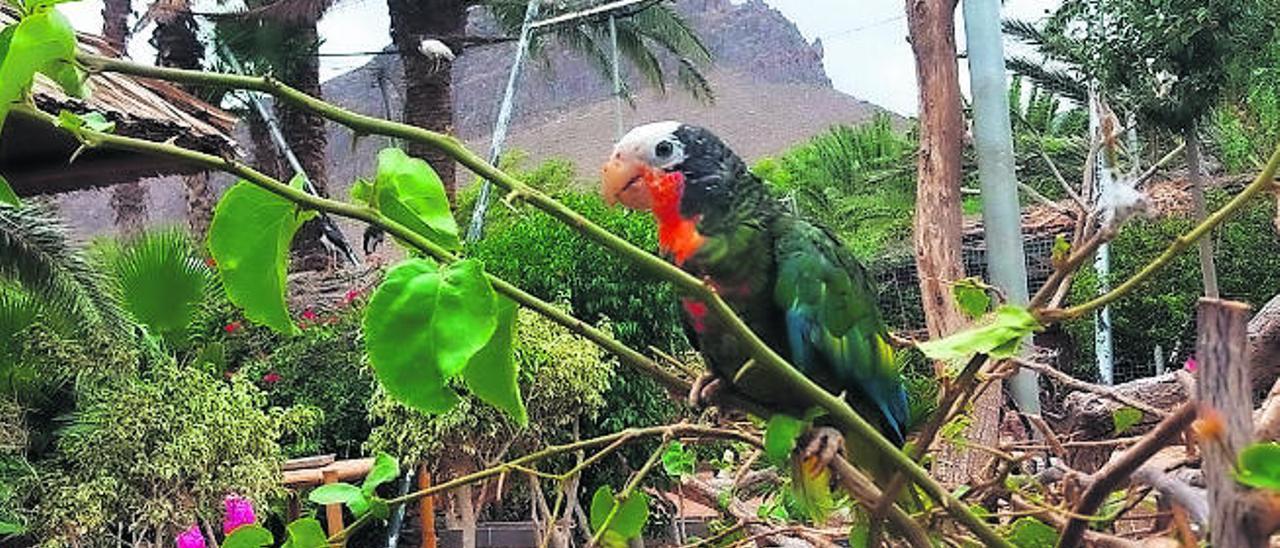 El loro, junto al aviario de Cocodrilo Park.