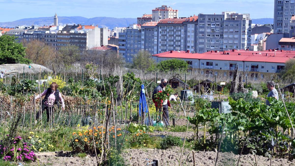 Huertos urbanos de A Coruña, un ocio saludable
