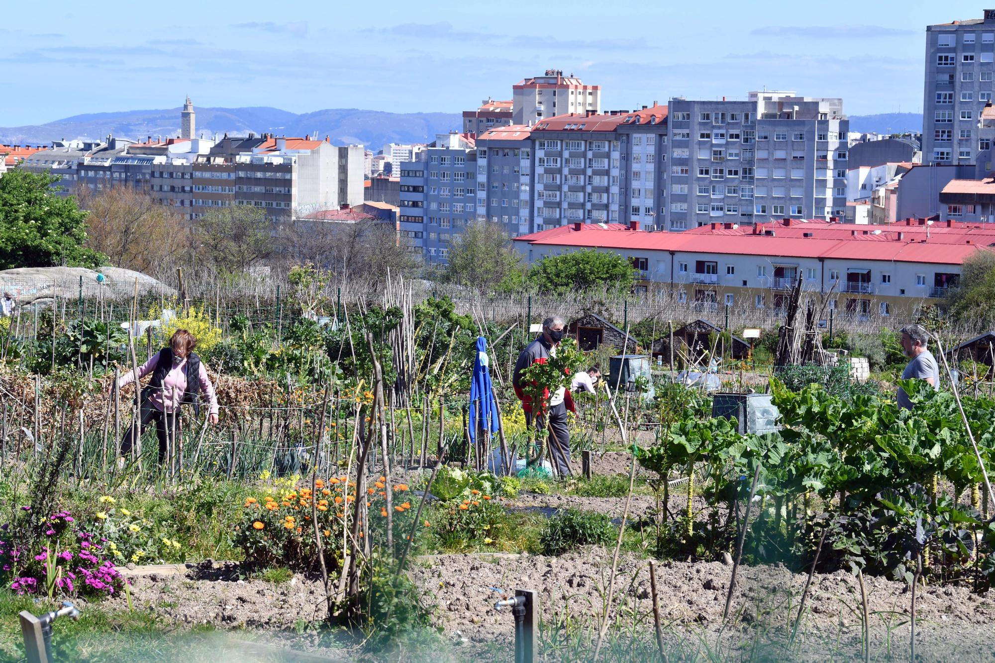 Huertos urbanos de A Coruña, un ocio saludable