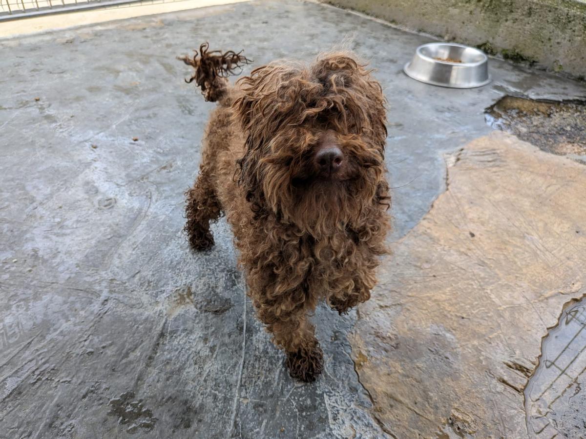 La evolución de los perros incautados en un criadero de Gijón, en imágenes La evolución de los perros incautados en un criadero de Gijón, en imágenes