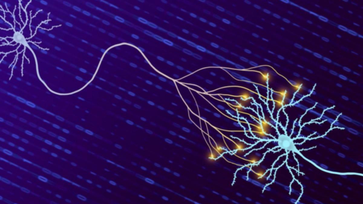 La neurona de la izquierda envía mensajes a la neurona de la derecha. El pulso eléctrico de las sinapsis que procesan y envían información está representado por destellos amarillos.