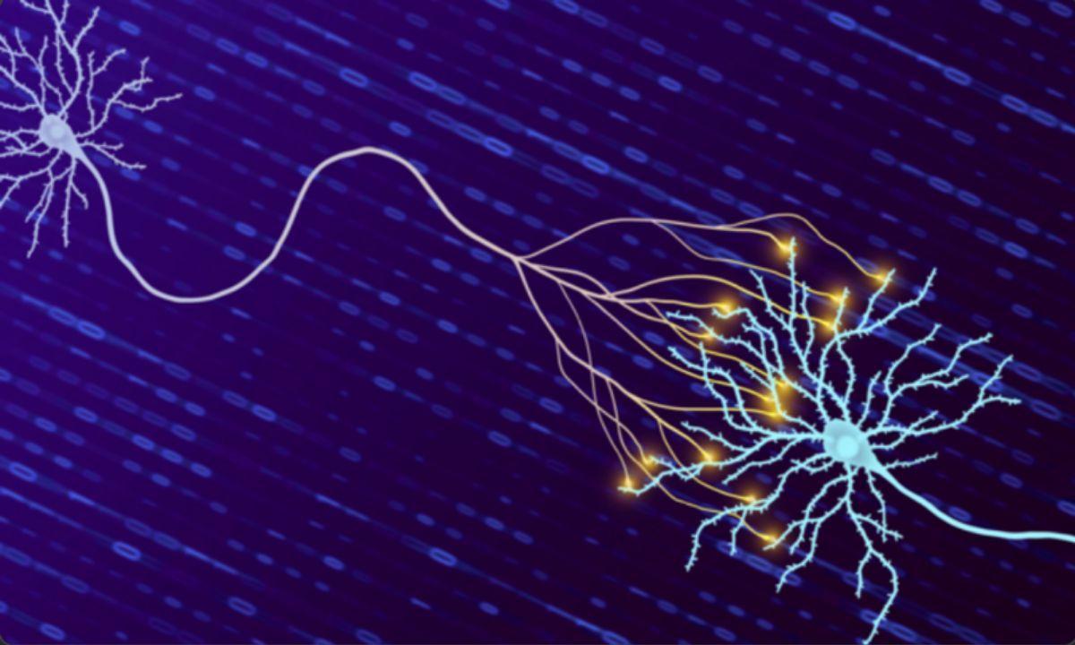 El cerebro humano puede almacenar 10 veces más información de lo que se  pensaba hasta hoy