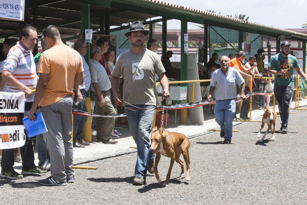 Exposición monográfica del Podenco Canario