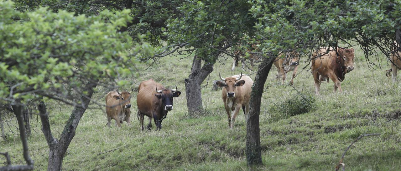 Vacas en una explotación ganadera de Gijón.