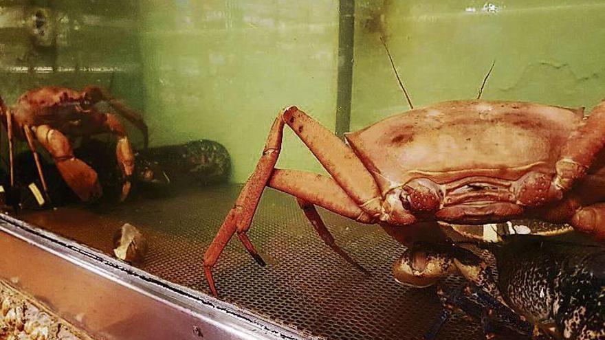 Un ejemplar vivo de cangrejo real en uno de los viveros del restaurante, en la Praia de Beluso. // G.N.
