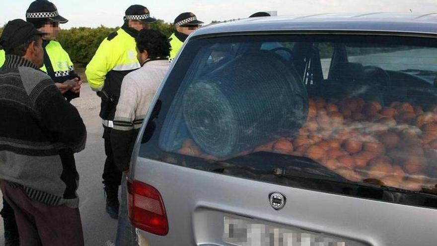 Denuncia el robo de más de 3.500 kilos de naranjas en un campo de Alzira