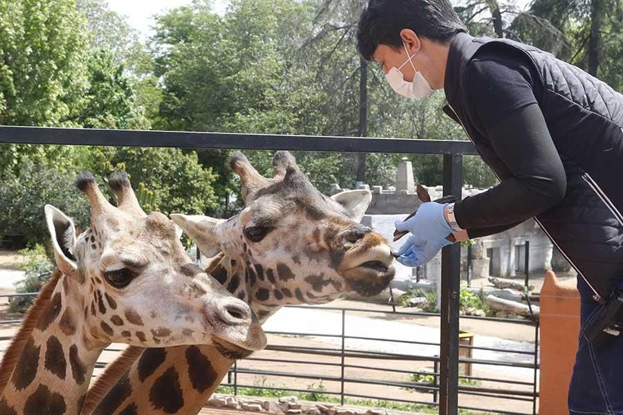 Coronavirus en Córdoba: los animales del zoológico siguen con su rutina diaria