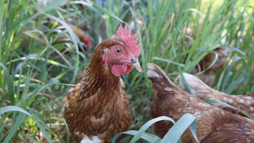 Spanisch lernen: Warum man auf Mallorca im Sommer &quot;wie ein Huhn&quot; schwitzt