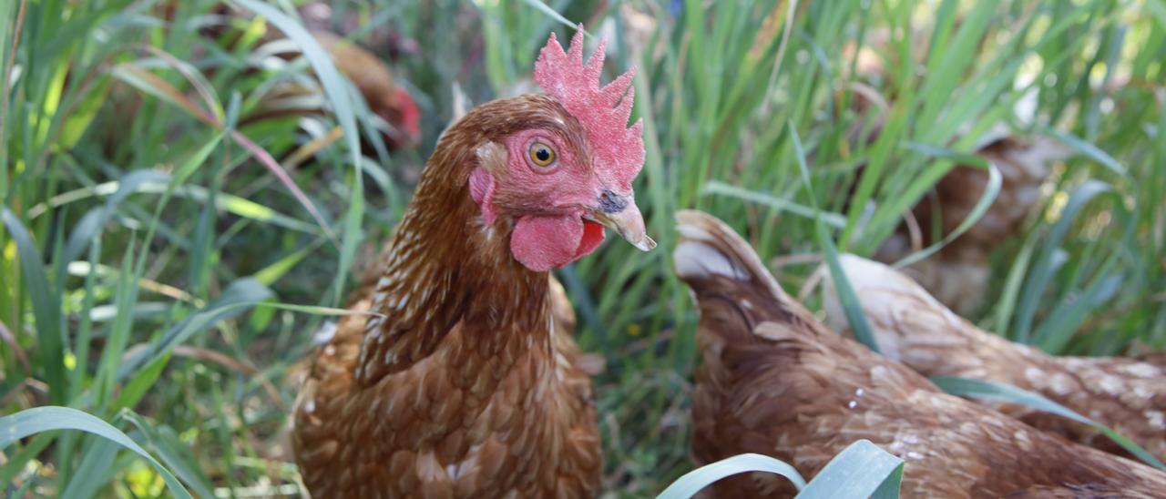 Finca Can Costeta auf Mallorca: Hier wachsen Hühner und Hähne im Freien auf