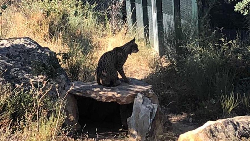 El centro &#039;Los Hornos&#039; de Sierra de Fuentes estrena la adecuación para visitar a los linces acogidos