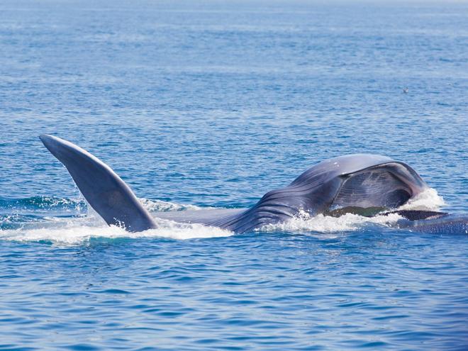 Avistamiento de ballenas, murcia