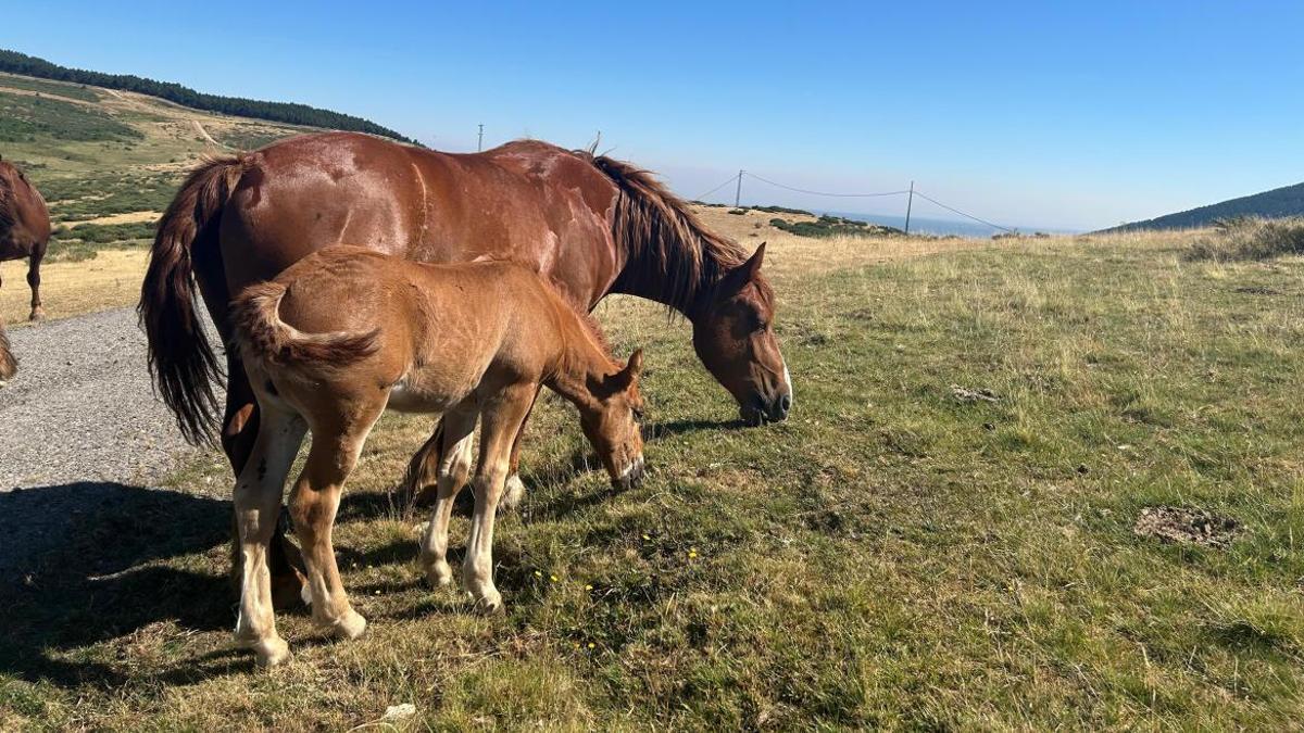 Caballos en la Comunidad de Madrid.