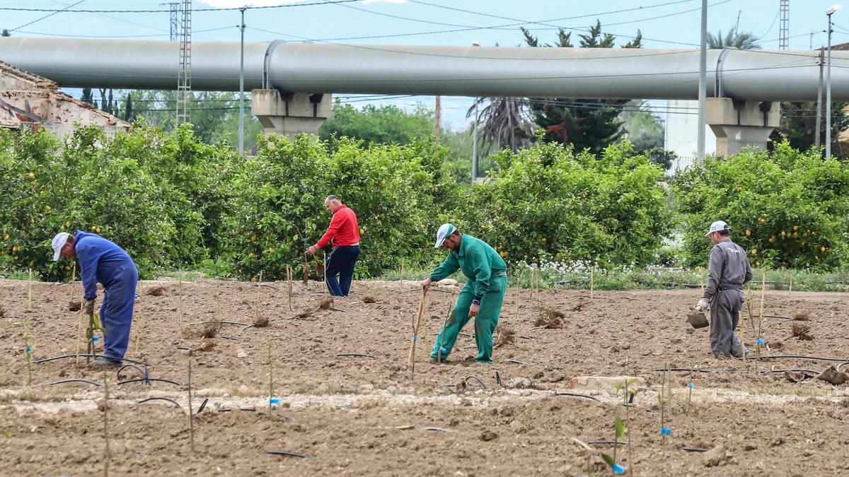 Agricultores trabajan el campo en Orihuela junto a la tubería del trasvase Tajo-Segura