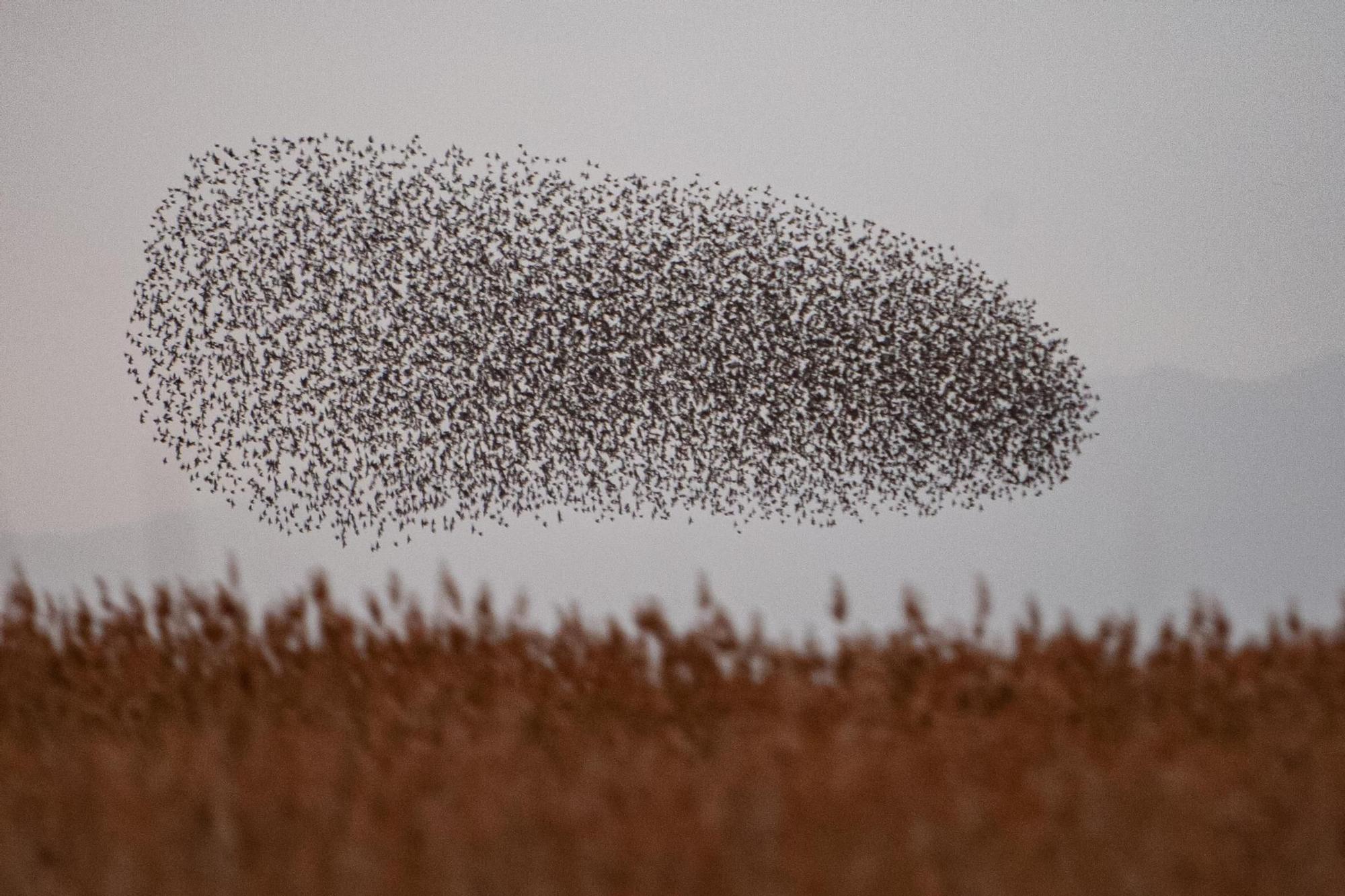 Els dibuixos dels estornells al cel de l'Empordà