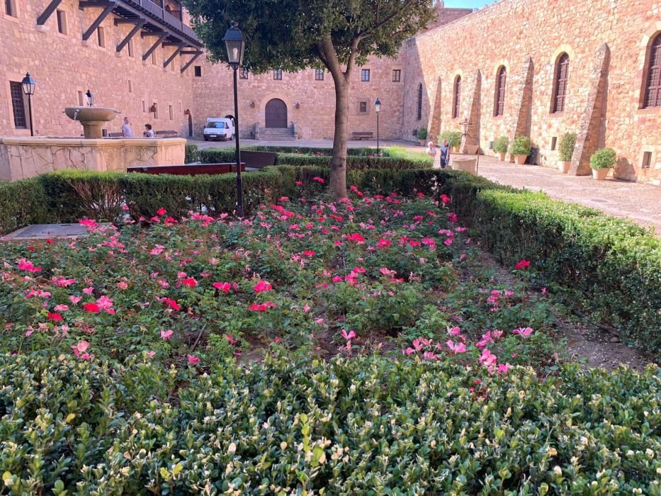 Rosa "Castell d'Alaquàs" en el Parador de Sigüenza.