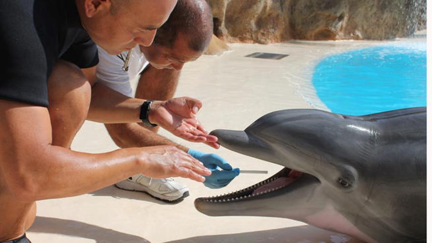 Un test determinará el estrés en los delfines