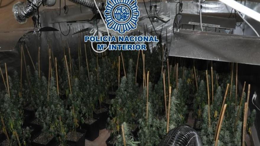 Un detenido en Lucena por cultivar 190 plantas de marihuana en su vivienda