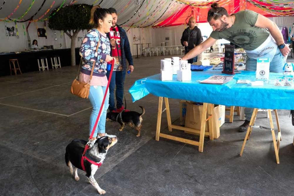 Fiesta en beneficio de los animales