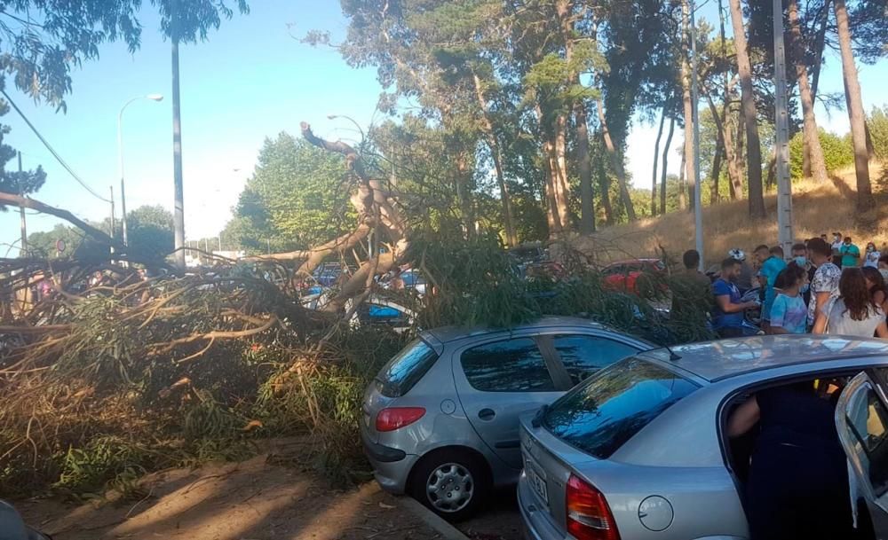 La rama caída en Samil sobre los vehículos aparcados