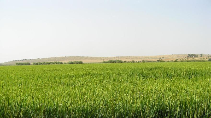 El sector extremeño del arroz alerta de una situación de asfixia 