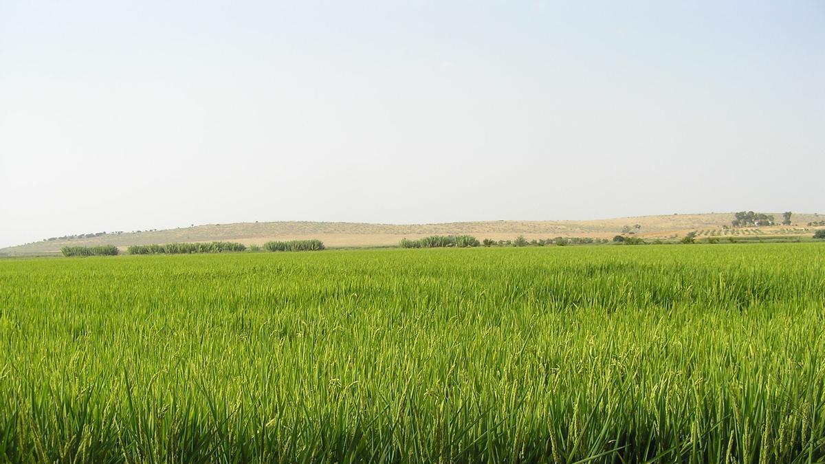 Parcela cultivada de arroz en Extremadura.