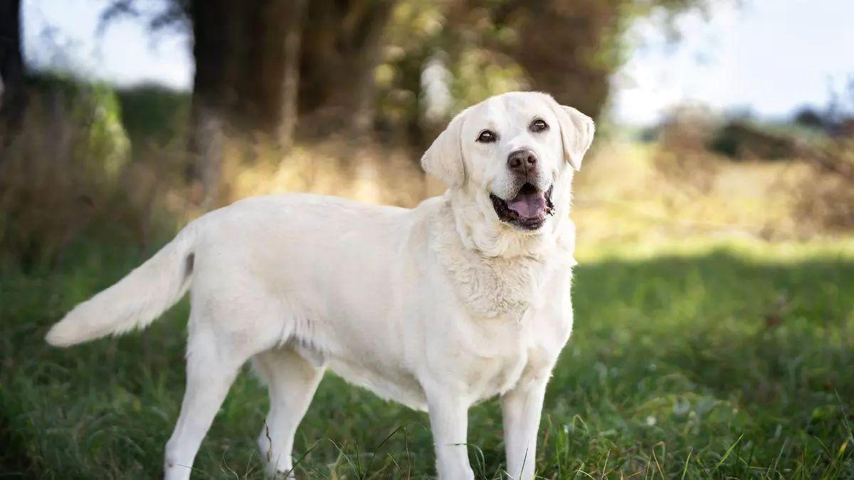 Los perros son una de las mascotas más numerosas.