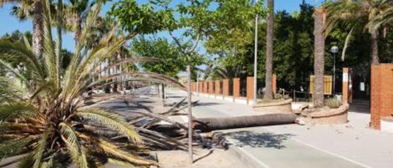 Cae a la calzada sin causar daños una gran palmera en el paseo de Oliva al Mar