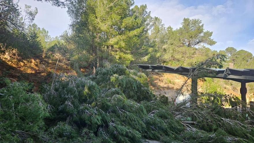 Farolas y árboles caídos y desprendimiento de tierras: el paso de la borrasca 'Ingrid' por el norte de Ibiza