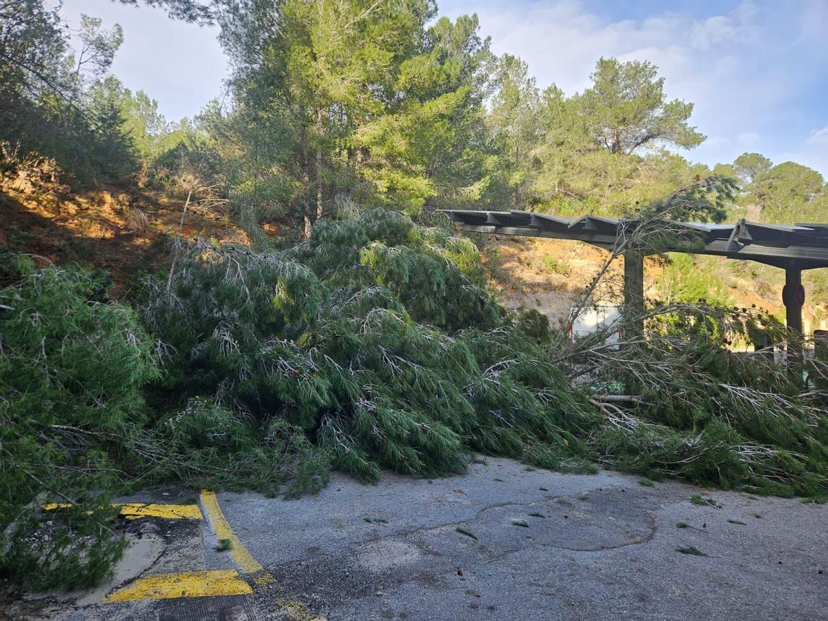 Caída de un árbol en s'Arenal Petit, Sant Joan, a causa de la borrasca Ingrid