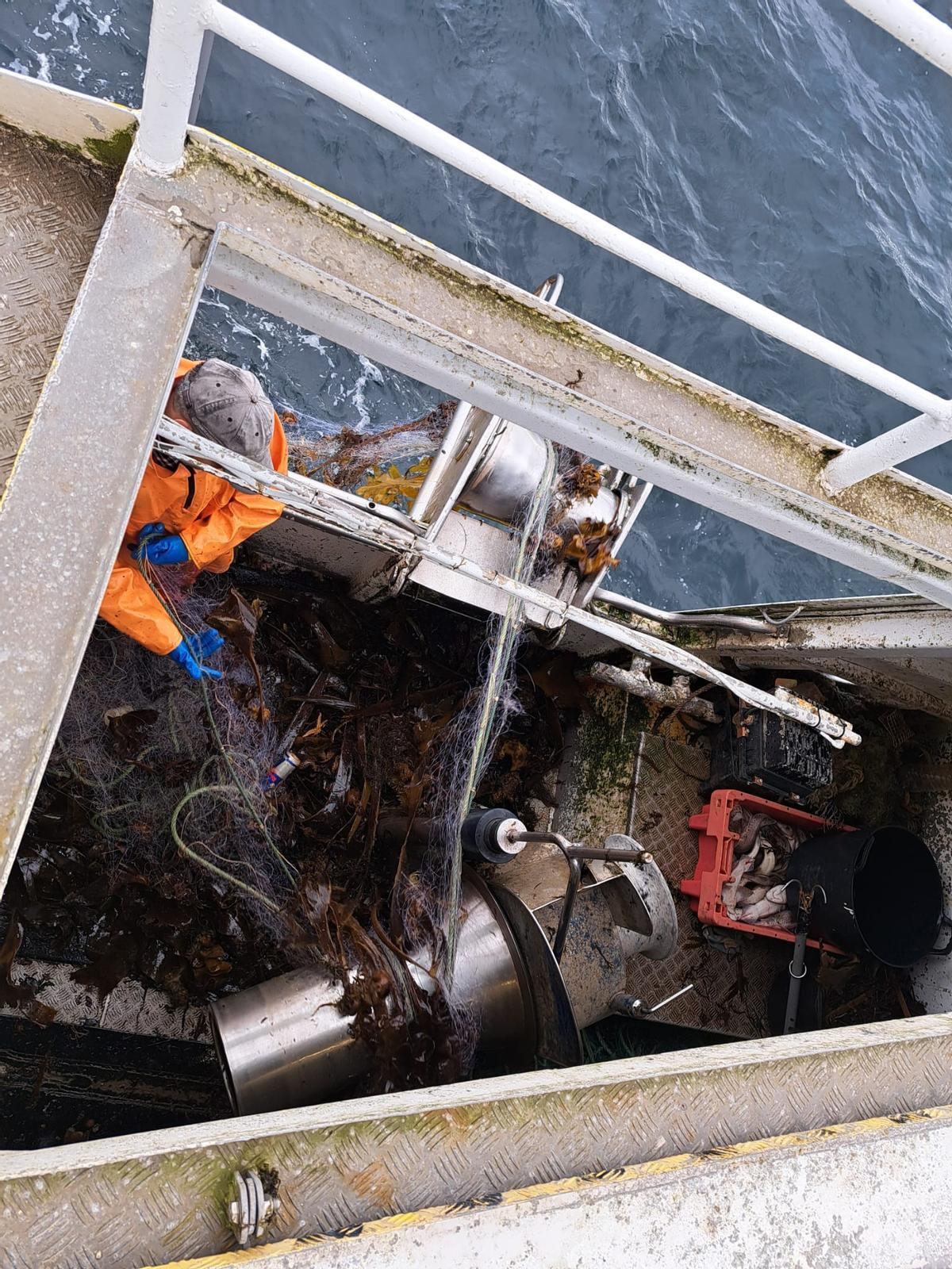 Los aparejos suben llenos de algas.