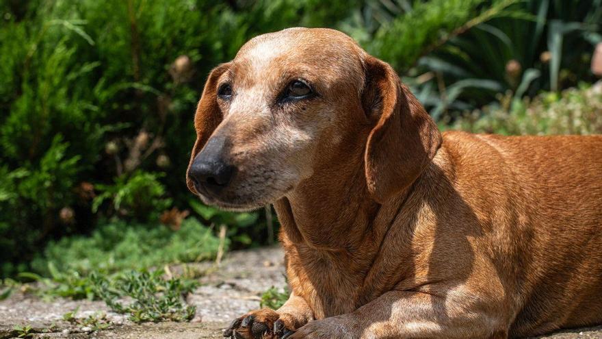 Álvaro Narváez, veterinario: “El calor puede hacer que un perro mayor esté más cansado, inquieto o desorientado”